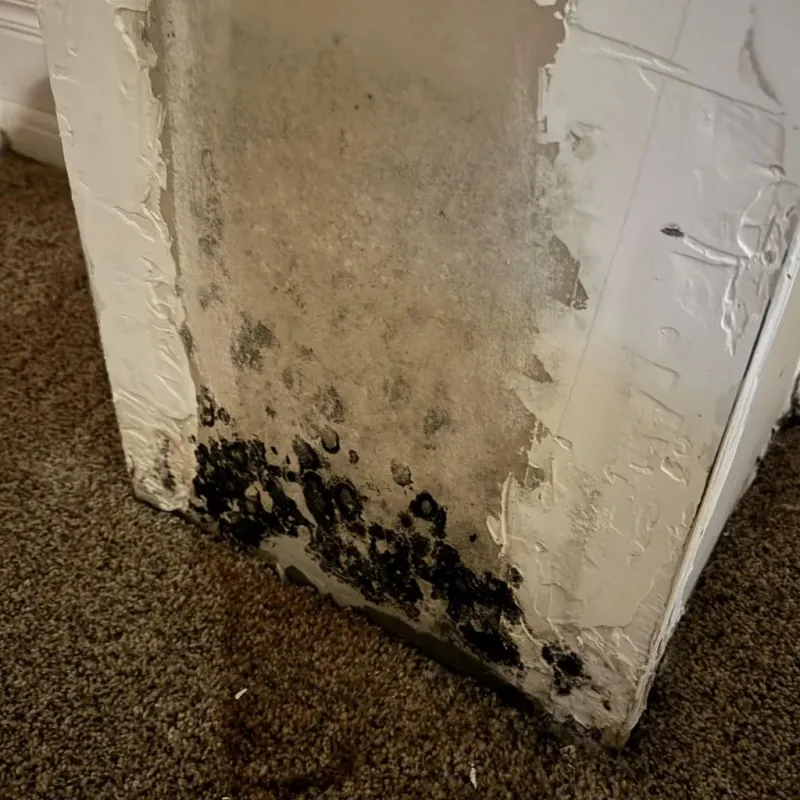 Professional Mold Removal in Edina, MN